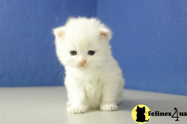 RagdollKittens Picture 1